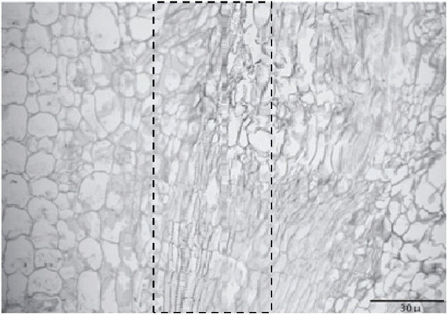 Corte transversal (15 DDI); --- zona de rediferenciaci&oacute;n vascular.