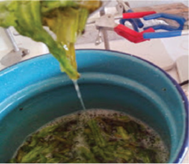 La mezcla de nopal y agua fue sometida a un proceso de calentamiento mediante equipo de laboratorio thermoline a fin de alcanzar una temperatura óptima para el aprovechamiento de los carbohidratos en la mezcla.