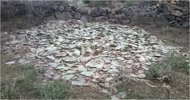 Poda de los restos de pencas de nopal con el fin de establecer un espacio adecuado en donde proceder con la siembra de nopal.