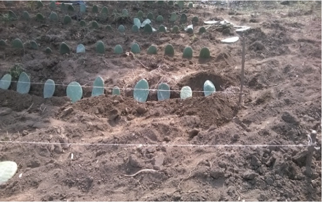 Plantación de las pencas con una separación de 30 cm cada una.