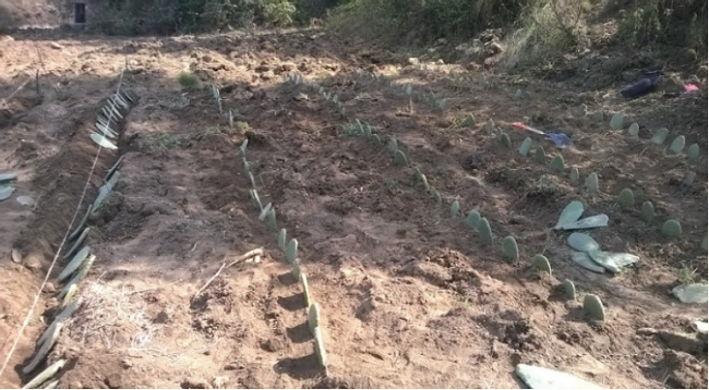 Separación entre los surcos de 150 cm.