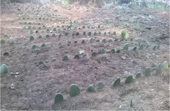 La plantación de nopal con una distribución de 255 pencas de nopal.