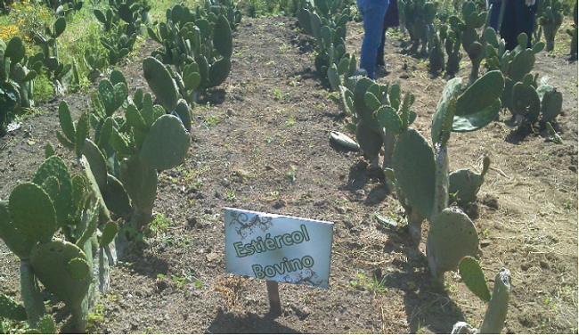 Se observa la división mediante etiquetas que permitieran identificar el tipo de tratamiento.