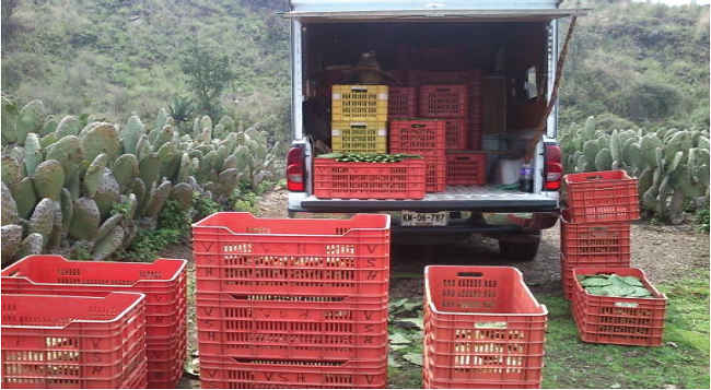 Cosecha mediante corte manual. La última proporción fue utilizada para el proceso de extracción de mucílago.