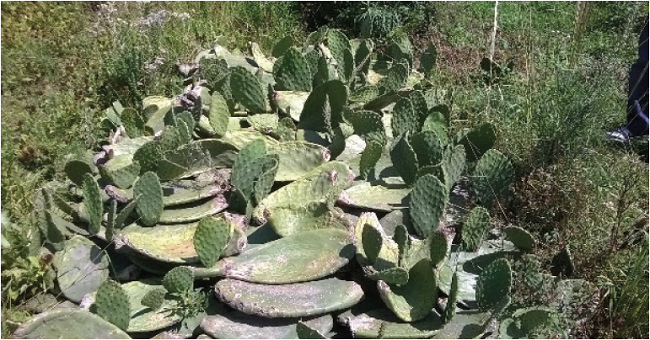 Selección de nopales adultos o de mayor tamaño y grosor de espinas.