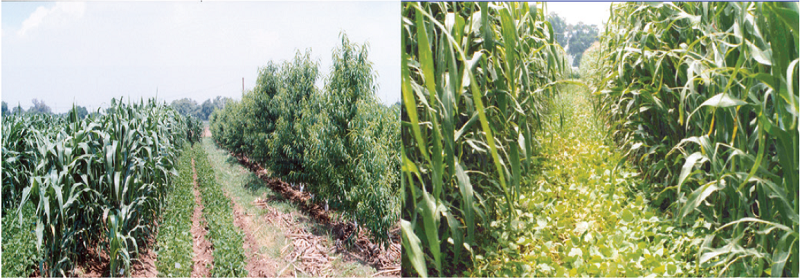 M&oacute;dulo MIAF- duraznero con arreglo topol&oacute;gico de dos surcos alternantes de ma&iacute;z y frijol e hilera de duraznero bajo riego. CEVAMEX, 2004.