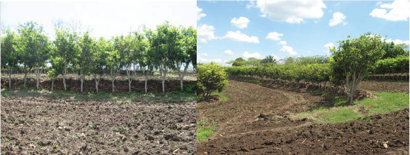 Sitio de investigaci&oacute;n-demostraci&oacute;n con MIAFchicozapote en el a&ntilde;o 2013, plantado en 2003, en un Vertisol en ladera con pendiente de 18% en la regi&oacute;n de Los Tuxtlas, Veracruz. 
