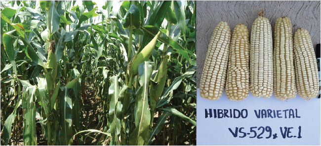 Aspecto de planta y mazorca del &lsquo;HV-240&rsquo;.