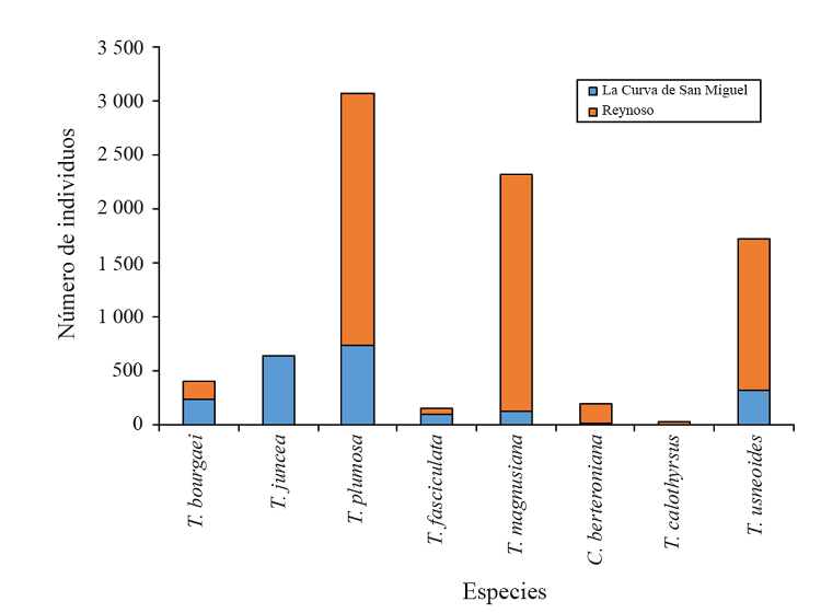 Abundancia de bromelias en La Curva de San Miguel y Reynoso.