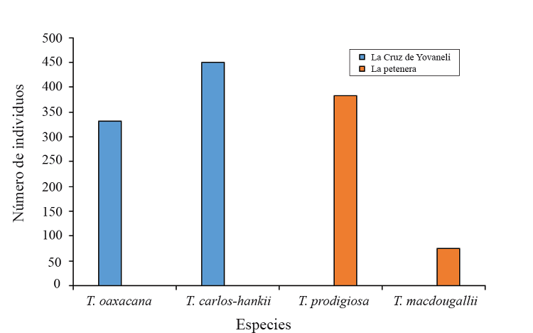 Abundancia en La Cruz de Yovaneli y La Petenera.