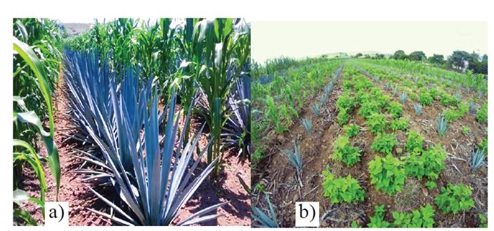 a) cultivo intercalado de agave con maíz; y b) cultivo intercalado de agave con frijol.