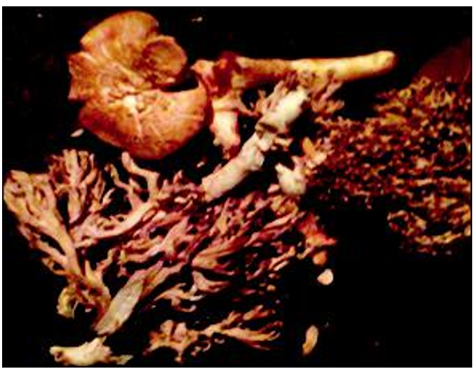 Hongo rojo (Amarnita caesarea) (superior) y hongo de venado (Ramaria sp.) (inferior).