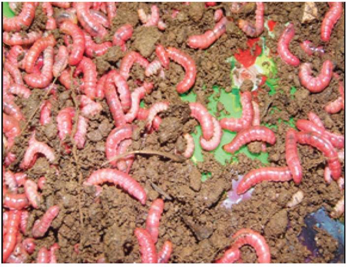 Gusanitodechamizoo&ldquo;gusanodeoro&rdquo;(Scyphophorus acupunctatus).