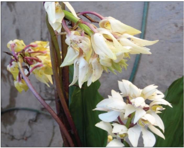 Flores de ornato colectadas en el bosque.