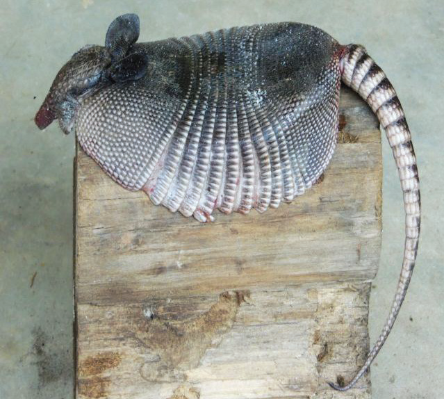 Armadillo (Dasypus novemcinctus).