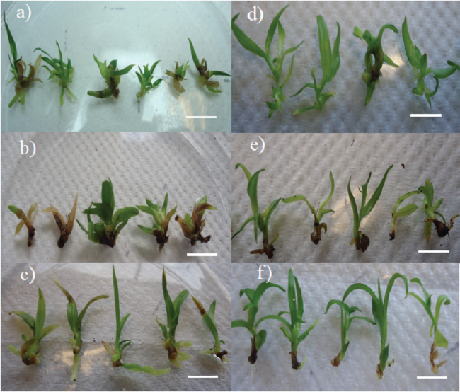 Brotes adventicios de Laelia anceps Lindl. (a, b, c)y Epidendrum sp. (d, e, f) 90 días después de iniciar el cultivo in vitro. Agar (a, d), fibra de coco-tezontle(b, e) y perlita-tezontle (c, f). Barra 1 cm. 