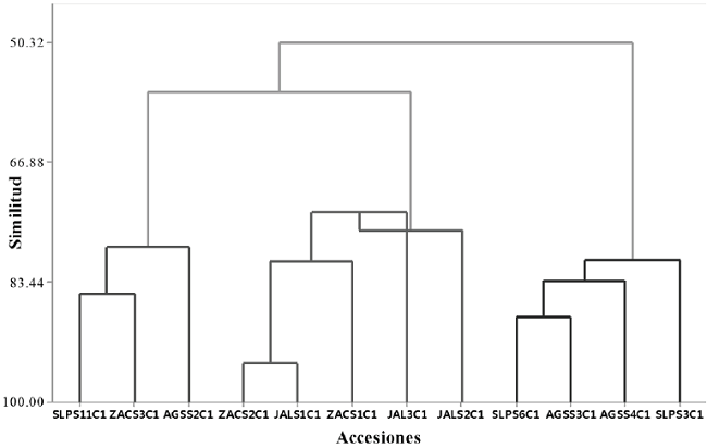 Dendrograma de agrupamiento jer&aacute;rquico de acuerdo a la composici&oacute;n qu&iacute;mica y calidad de aceite de doce accesiones de higuerilla. 