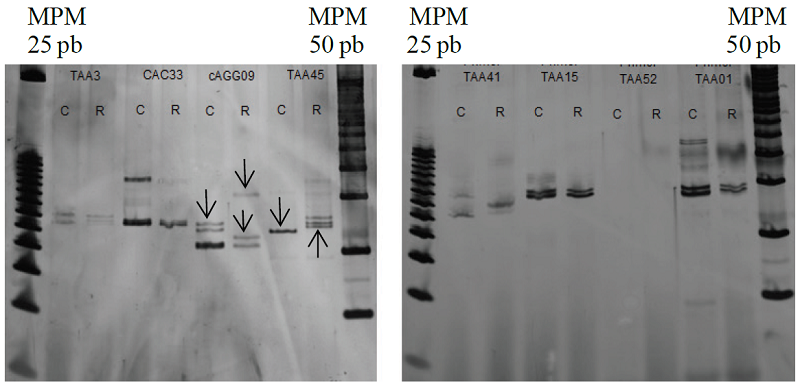 Evaluación de oligonucleótidos de marcadores SSR a partir de DNA de progenitores. C= Citrus aurantifolia var. “Colimex”. R= Citrus limon var. “Rosenberg”. MPM= marcador de peso molecular 25 y 50 pb (Bioline).