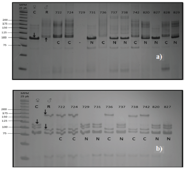 Perfiles electroforéticos obtenidos con los oligonucleótidos TAA45 (A) y cAGG09 (B). MPM:marcador de peso molecular 25 pb (Bioline). ♀=planta receptora de polen. ♂= planta donadora de polen. C= C. aurantifolia var. “Colimex”. R= C.limon var. “Rosenberg”. N= origen nucelar. C= origen cigótico (híbridos). Los números corresponden a diferentes muestras progenie.