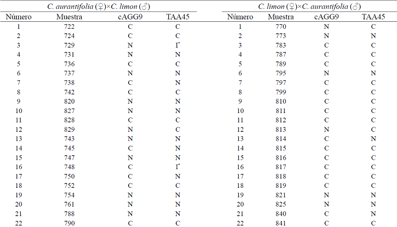 Origen cigótico o nucelar de las poblaciones de C. aurantifolia×C. limon y su recíproca mediante análisis SSR utilizando dos pares de oligonucleótidos. C= cigótico; N= nucelar; I= indeterminado.
