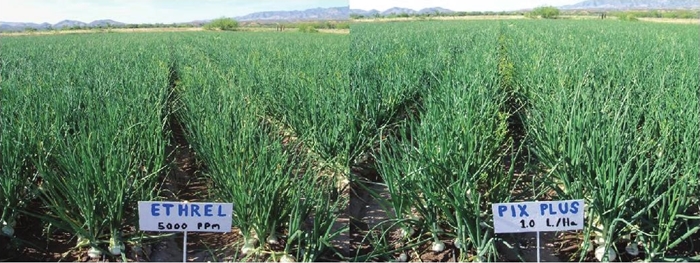 Mejores tratamientos (Ethrel y Pix Plus) para reducir la emisi&oacute;n de tallo floral en cebolla. 