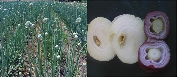 Da&ntilde;o de la emisi&oacute;n de tallo floral en cebolla. 