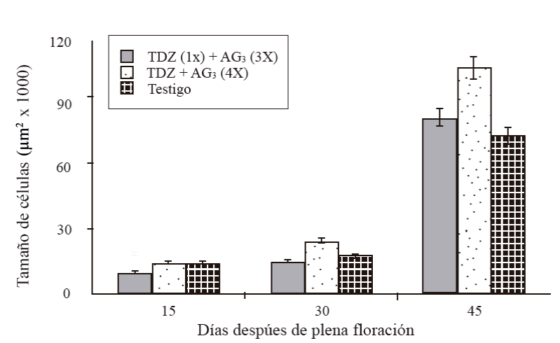 Tamaño de células de la sección transversal del mesocarpo de frutos partenocárpicos en desarrollo de mango ‘Ataulfo’. 1X= una aplicación a 0 DDF; 3X= tres aplicaciones a 15+30+45 DDF; 4X= cuatro aplicaciones a 15+30+45+60 DDF. Las barras en columna representan el promedio de 20 células por tratamiento ± error estándar.
