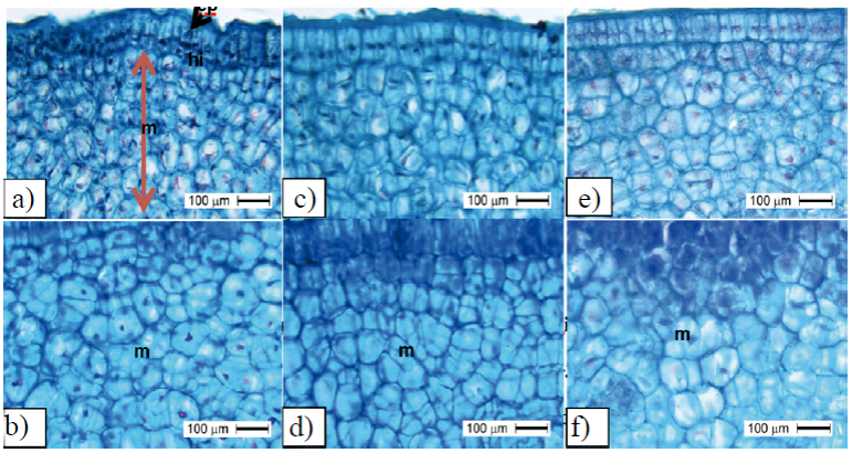 Número de células en mesocarpo de frutos partenocárpicos de mango ‘Ataulfo’. Con una aplicación de TDZ a 0 DDF + tres aplicaciones de AG3 a 15+30+45 DDF en la etapa I de rápido crecimiento de fruto (a) e inicio de etapa II (b); número de células en frutos tratados con cuatro aplicaciones de TDZ+AG3 a 15+30+45+60 DDF en la etapa I de rápido crecimiento de fruto (c) e inicio de etapa II (d); número de células en frutos sin regulador de crecimiento en la etapa I de rápido crecimiento de fruto (e) e inicio de etapa II (f); ep= epicarpio, hi= hipocarpio, m= mesocarpo.