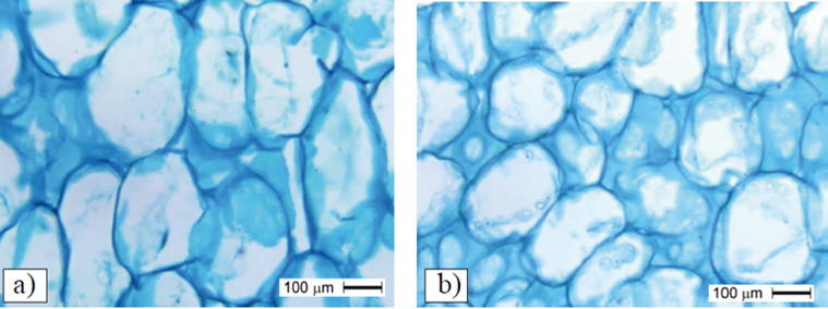 Tamaño de células en frutos polinizados (a) y partenocárpicos (b) a los 45 DDF, tratados con cuatro aplicaciones de TDZ+AG3 a 15+30+45+60 DDF. Nótese el mayor tamaño de células en el mesocarpo de frutos polinizados.