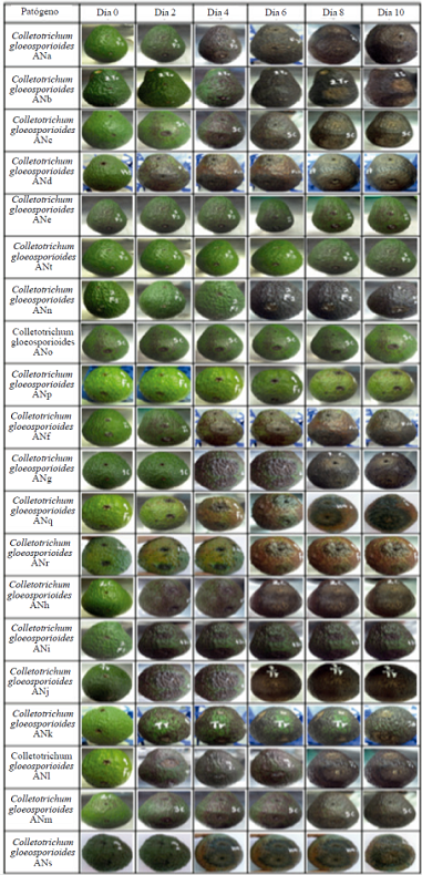 Da&ntilde;o causado por Colletotrichum spp. en el aguacate &lsquo;Hass&rsquo; durante 10 d&iacute;as de incubaci&oacute;n.