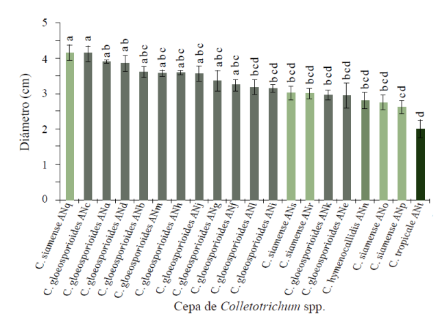 Cepas de Colletotrichum spp. evaluadas en el desarrollo de los s&iacute;ntomas de la enfermedad in vivo.