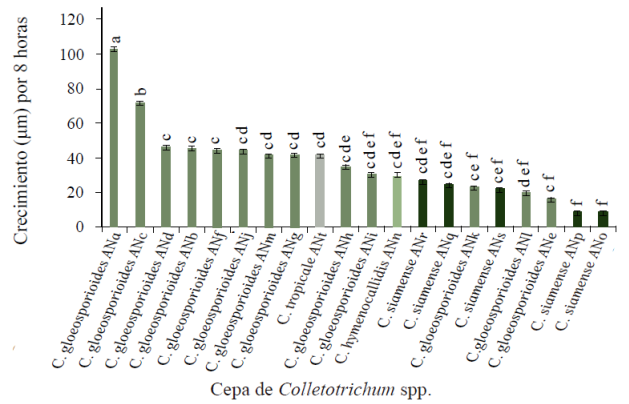 Desarrollo del tubo germinativo de 20 cepas de Colletotrichum spp. aisladas del cultivo de aguacate a 8 h despu&eacute;s de la inoculaci&oacute;n.