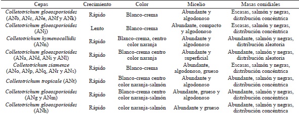 Caracter&iacute;sticas macrosc&oacute;picas de las cepas aisladas de aguacate del genero Colletotrichum.