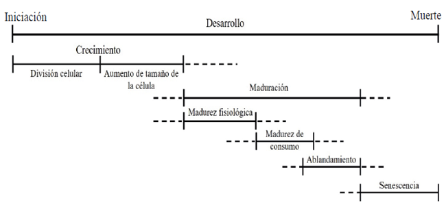 Etapas entre la formación del fruto y la senescencia (Watada et al., 1984; Dos Santos et al., 2015).