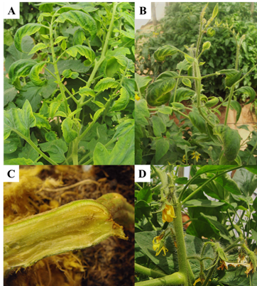 S&iacute;ntomas asociados con CLs en plantas de tomate con PT. A) foliolos apicales clor&oacute;ticos y epinast&iacute;a; B) sobre brotaci&oacute;n de yemas y foliolos clor&oacute;ticos con m&aacute;rgenes de color morado; C) color caf&eacute; en tejido vascular de la ra&iacute;z; D) aborto de flor.