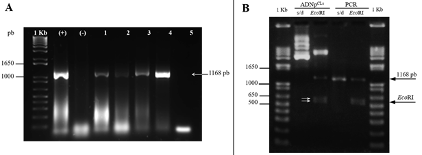 Amplicones del gen 16S de CLs y restricci&oacute;n del pl&aacute;smido recombinante con EcoRI. A) detecci&oacute;n de CLs por PCR. En los carriles 1 y 2 controles positivo y negativo respectivamente. Los carriles 3, 4 y 5 corresponden a huevecillos, ninfas y adultos de B. cockerelli. Carril 6, planta de tomate con PT y carril 7, control negativo de la reacci&oacute;n de PCR. B) patr&oacute;n de restricci&oacute;n del pl&aacute;smido pCLs . De izquierda a derecha, ADN plasm&iacute;dico de clona de B. cockerelli y pl&aacute;smido digerido con EcoRI. Enseguida, amplic&oacute;n, amplic&oacute;n digerido con EcoRI y marcador de peso molecular de 1 Kb. Electroforesis en gel de agarosa al 1.5%.
