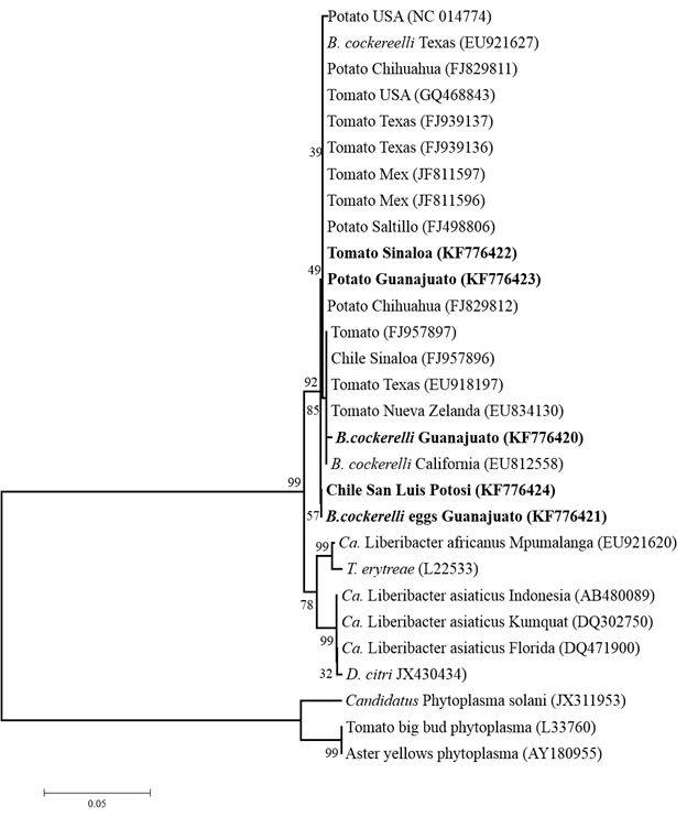 Filograma basado en la comparaci&oacute;n de secuencias del gen 16S de especies de Candidatus Liberibacter y Ca. Fhytoplasma
 . El &aacute;rbol filogen&eacute;tico se construy&oacute; con el algoritmo de Neighbor-Joining a partir de distancias calculadas con el m&eacute;todo de Tajima-Nei analizando un total de 992 posiciones. En negritas se identifican las secuencias de CLs obtenidas en este estudio.