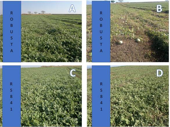 Desarrollo de plantas de sand&iacute;a injertadas en suelos infestados con MNSV. Plantas de sand&iacute;as injertadas sobre &ldquo;Robusta&rdquo; (C. lanatus cv. citroides) antes (A) y durante la maduraci&oacute;n del fruto afectado por el MNSV (B). Plantas de sand&iacute;a injertadas sobre &ldquo;RS-841&rdquo; (C. maxima&times;C. moschata) antes (C) y durante la maduraci&oacute;n del fruto (D).