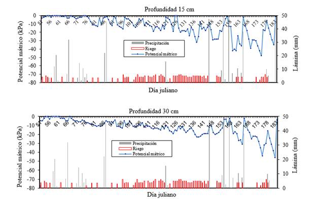 Efecto de la l&aacute;mina de riego y la precipitaci&oacute;n en el potencial m&aacute;trico del suelo para la fecha de trasplante del 12 de febrero (d&iacute;a juliano= 43) a la profundidad de 0.15 y 0.3 m en chile habanero con riego por goteo y cubierta pl&aacute;stica.