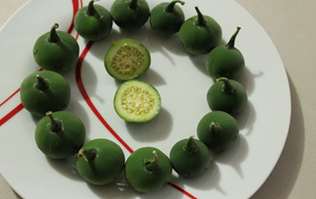 Fruto de cuatomate (Solanum glaucescens Zucc.) cosechado bajo condiciones malla sombra e hidropon&iacute;a con soluci&oacute;n nutritiva Steinar.