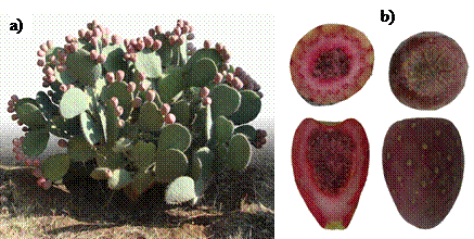 a) h&aacute;bito de crecimiento y b) corte longitudinal y transversal y aspecto externo de fruto de la variedad xoconostle &lsquo;Borrego&rsquo; (Opuntia oligacantha).