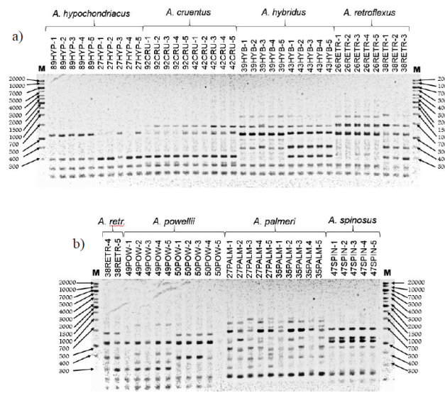 a)patrones de bandas obtenidos con el iniciador P2 para una muestra de cinco individuos de las poblaciones de A. hypochondriacus, A. cruentus, A. hybridus y A. retroflexus. b) patrones de bandeo obtenidos con el iniciador P2 para una muestra de cinco individuos de las poblaciones de A. retroflexus, A. powellii, A. palmerii y A. spinosus. M= marcador de peso molecular, pb.