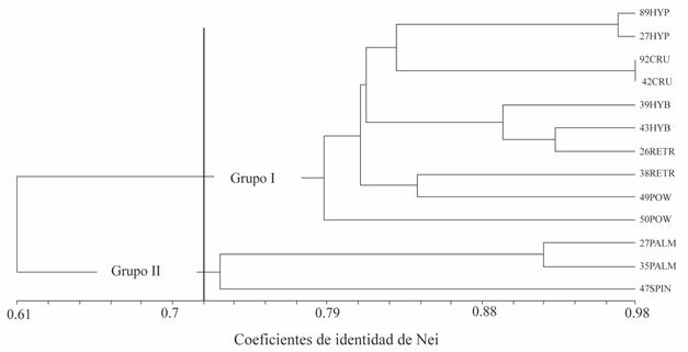 Dendrograma de relaciones genéticas entre poblaciones y especies de amaranto, construido usando el coeficiente de identidad de Nei.