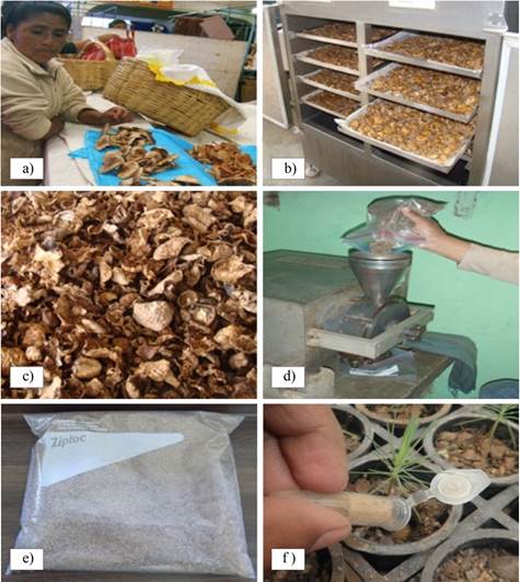 a) se&ntilde;ora recolectora de hongos comestibles silvestres en el mercado de Ozumba, Estado de M&eacute;xico; b) hongos en fresco de Hebeloma spp. en el deshidratador; c) hongos del g&eacute;nero Hebeloma spp. deshidratados; d) molino utilizado para el deshidratado de hongos; e) inoculante deshidratado de Hebeloma spp.; f. Inoculaci&oacute;n de Pinus greggii con Hebeloma sp.