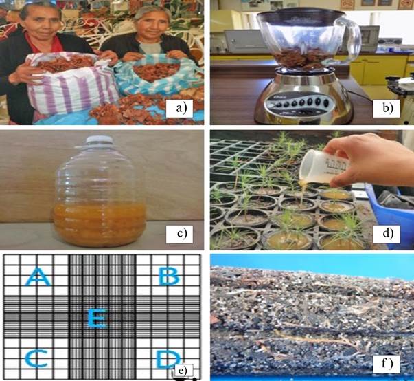 a) recolectoras de hongos comestibles silvestres en el mercado de Ozumba, Estado de M&eacute;xico, denominadas tambi&eacute;n &ldquo;hongueras&rdquo;; b) molienda de L. proxima para preparaci&oacute;n de inoculante ectomicorr&iacute;zico en l&iacute;quido; c) inoculante en l&iacute;quido de Laccaria proxima. d) aplicaci&oacute;n de inoculante l&iacute;quido de L. proxima; e) cuadrantes de la c&aacute;mara Neubauer; f) micelio externo de L. proxima en Pinus patula.