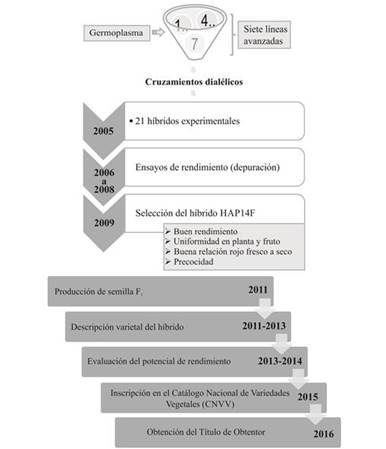 Proceso de obtenci&oacute;n del h&iacute;brido de chile ancho poblano HAP14F.
