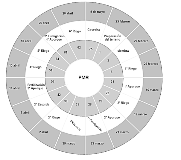 Diagrama de pr&aacute;cticas realizadas durante la producci&oacute;n de cilantro en Los Reyes de Ju&aacute;rez, Puebla. El circulo interno en gris indica el d&iacute;a en que se hace la actividad, el blanco medio, la actividad agr&iacute;cola y el externo gris, la fecha en el calendario Los d&iacute;as y meses indicados son aproximados.