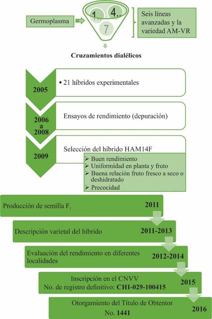 Proceso de obtenci&oacute;n del h&iacute;brido HAM14F.