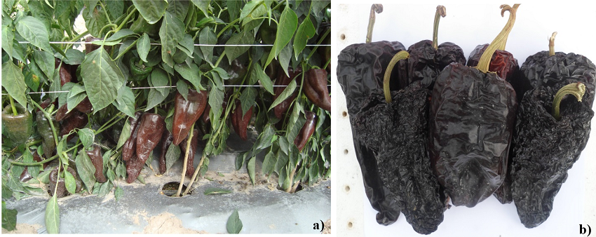 H&iacute;brido de chile ancho mulato HAM14F. a) planta con frutos en estado maduro; b) frutos deshidratados.