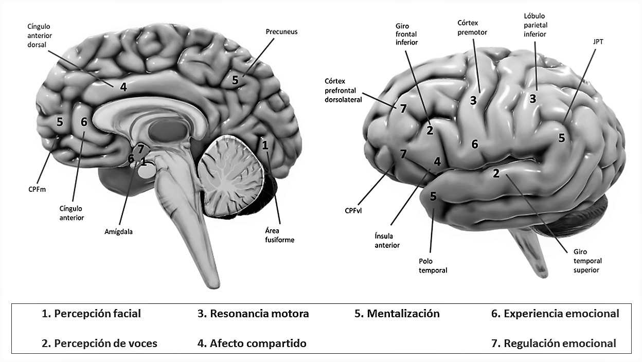 Regiones cerebrales relacionadas con diferentes áreas de la cognición social